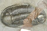 Two Unidentified Proetid Trilobites - Jorf, Morocco #362870-2